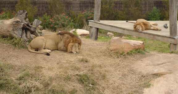 下午睡在围栏里的狮子