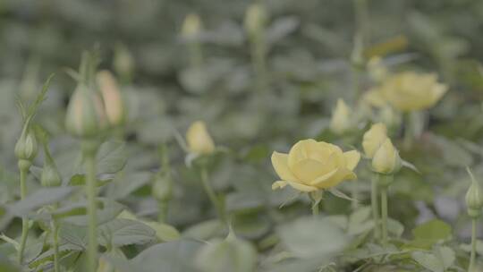 温室花卉LOG视频素材