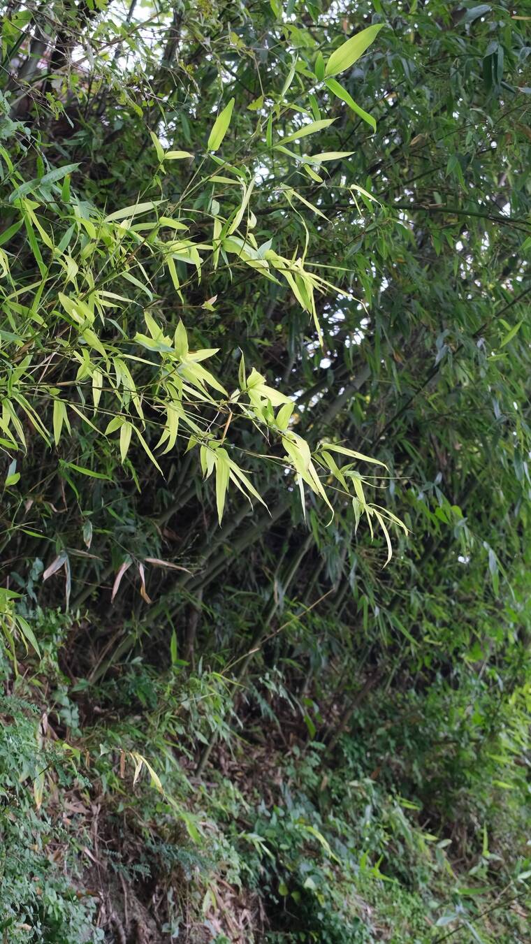 秋天风中的竹叶