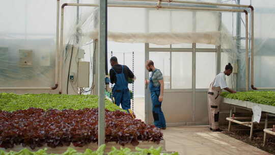 非裔美国农场工人将装有一箱箱莴苣的货架推出温室进行装载