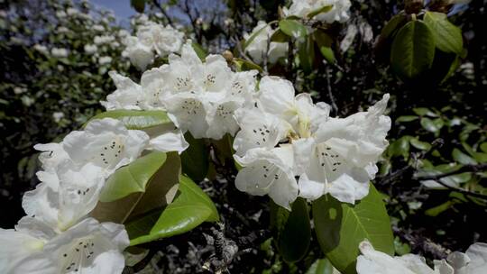 高山杜鹃花