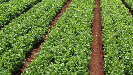 田地、植物、作物、豆类