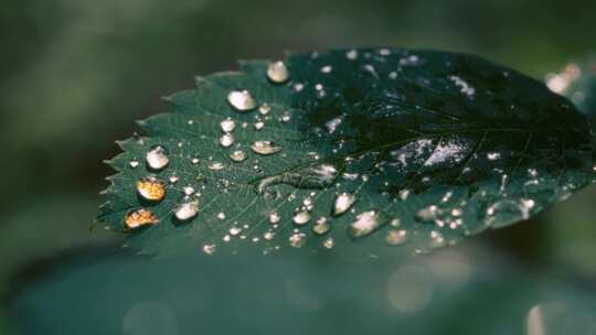 特写雨后大自然