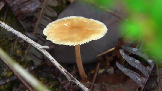 雨后蘑菇自然生长