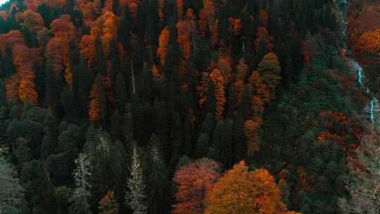 秋天森林航拍