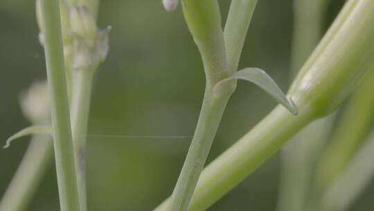 植物茎上的蚜虫LOG