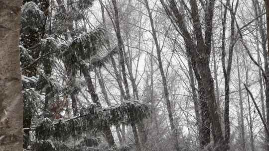 漫天鹅毛大雪 大雪 下雪  雪落枝头视频素材模板下载