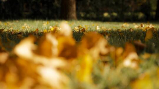 秋天草地上枯黄的落叶
