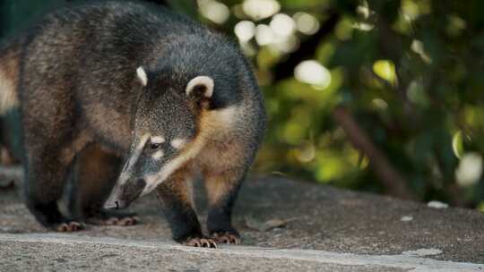 Coati，站立，Nasua，浣熊