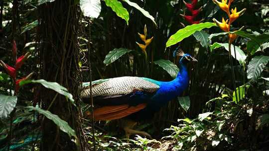 丛林中漫步的孔雀