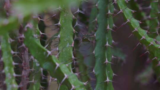 仙人掌科植物仙人掌