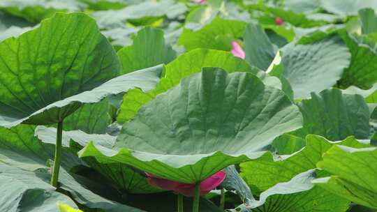 山东省荣成市大疃镇荷花苑夏季风光