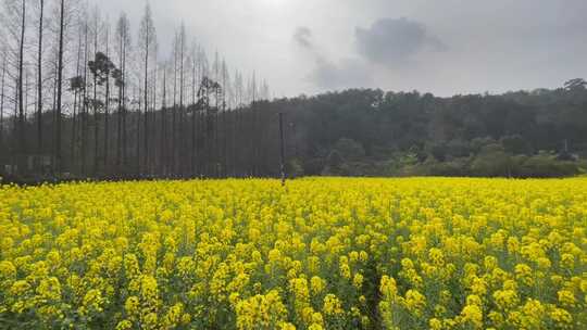 油菜花蜜蜂采蜜横摇变焦