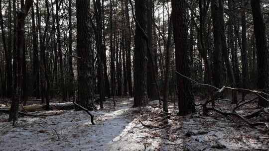 白雪覆盖的森林