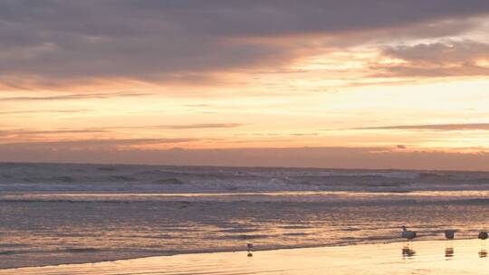 夕阳海岸沙滩海鸥