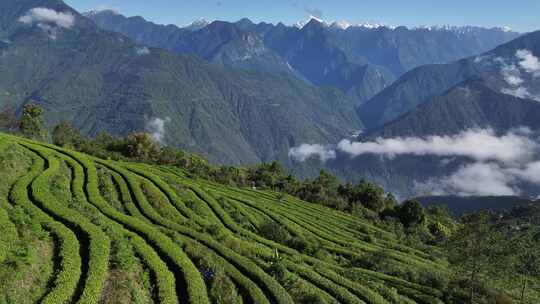 西藏墨脱格林村高山茶园自然风光