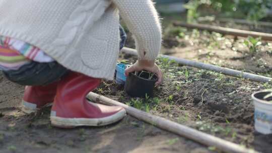 园艺、盆栽植物、温室、可持续生活