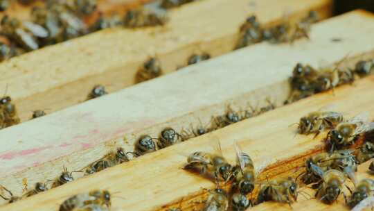 养蜂 蜜蜂 蜂蜜