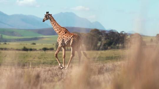 行走在荒野中的长颈鹿