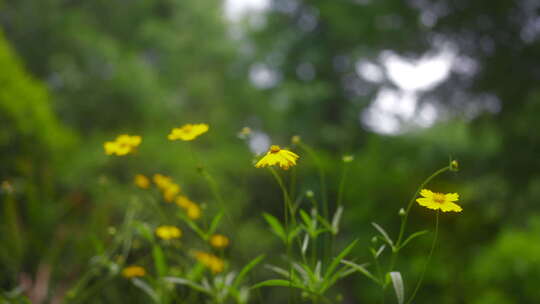 户外野花 山野 野菊花 花海