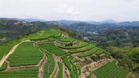 茶山航拍福鼎白茶茶叶茶企业