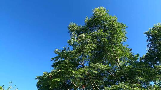 树蓝天空镜头