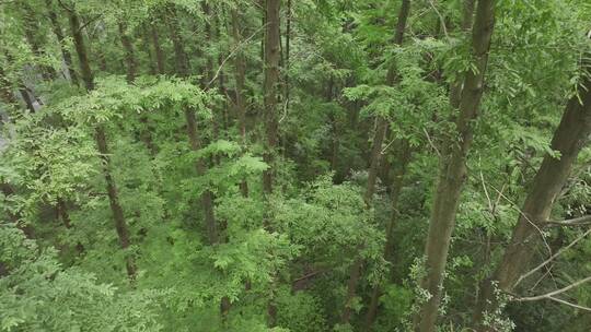 航拍杭州虎跑茂密的杉树林