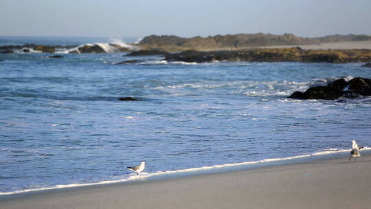 沙滩上觅食的海鸟