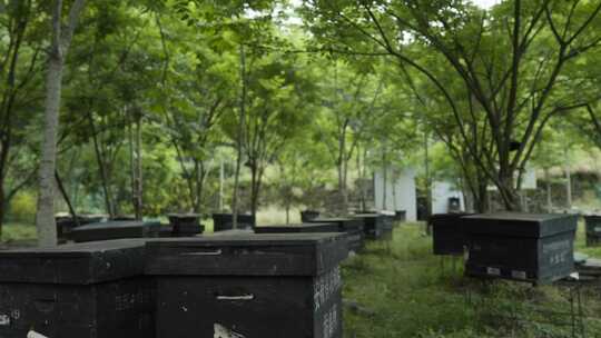 蜂场蜂箱蜜蜂进出口