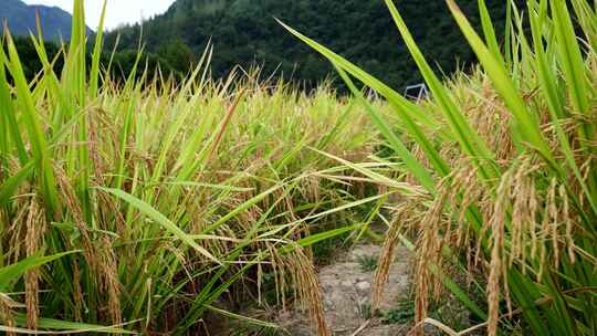 水稻稻田稻谷丰收稻穗粮食大米稻子