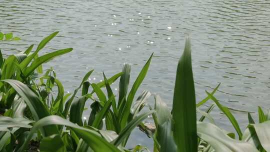 湖面湖边河边反光绿植空镜头「升格」视频素材模板下载