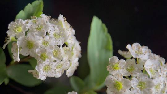 微距鲜花摄影铁线菊野花