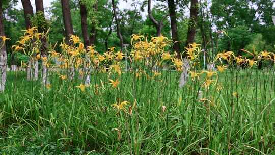 萱草花、黄花菜4K120帧升格视频