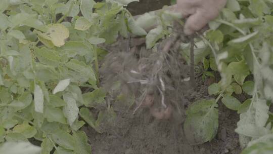 土豆种植收获土豆LOG视频素材