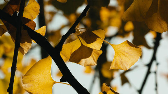 金秋十月银杏林树叶金黄，视频素材