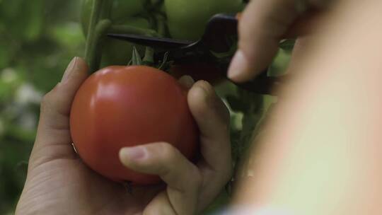 用剪刀剪下红色的西红柿