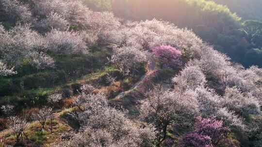 航拍福州永泰青梅花（葛岭万石村）7