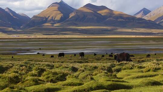 青藏高原 牦牛吃草
