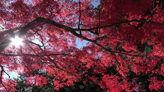 秋天红叶枫叶林视频素材模板下载