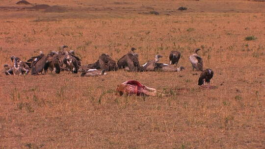 秃鹫在被吃掉一半的动物尸体附近休息