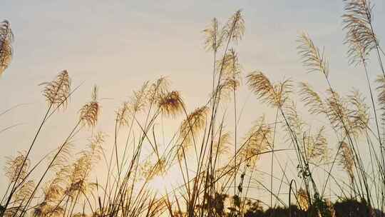 黄昏逆光芦苇随风飘摇