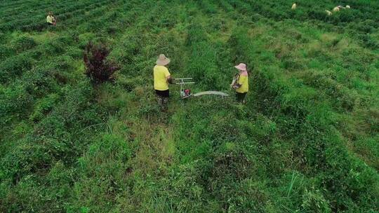 航拍茶园采茶绿茶茶叶开采过程