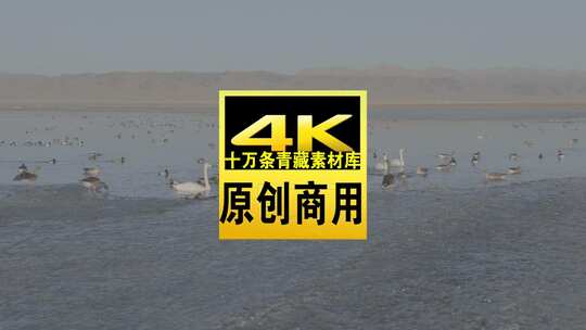 青海青海湖湖面飞鸟航拍视频高清在线视频素材下载