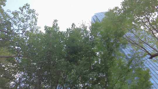 透过树枝叶仰望城市高楼大厦视频素材模板下载