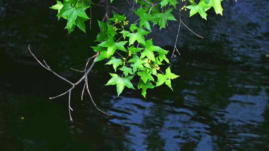 春天阳光水边绿色枫树枝叶倒影