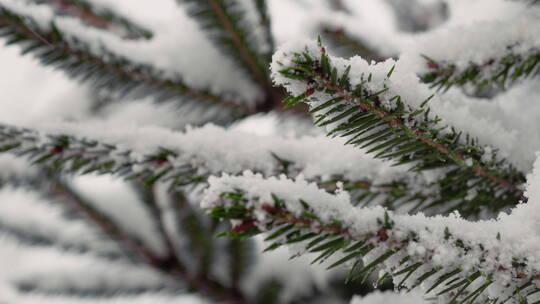 雪落在冷杉树枝上