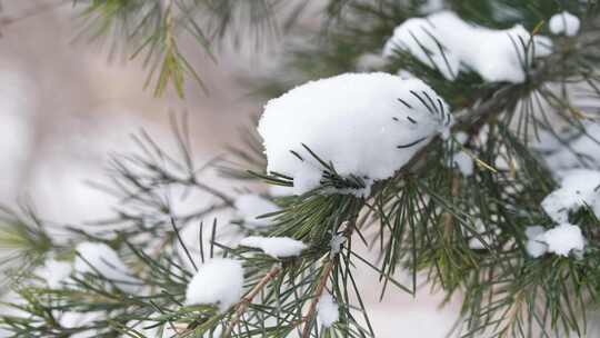 冬天下雪唯美雪景松树枝头被雪覆盖