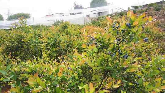 果园 蓝莓种植 蓝莓果园 经济作物