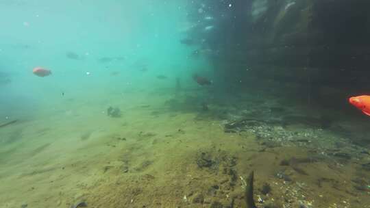 济南珍珠泉水下世界