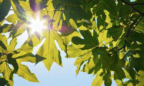 生机盎然的自然生态 微观世界的生命律动